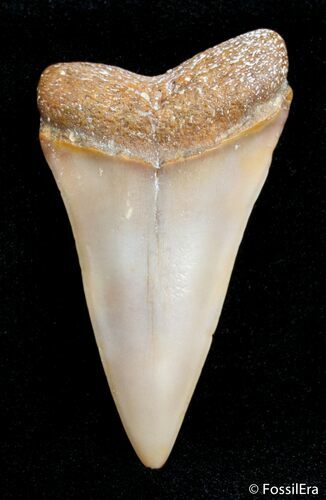 / Inch Fossil Mako Tooth - Western Sahara Desert #2844